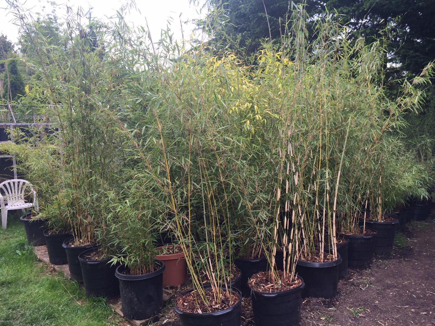 J.A. Bamboo A Bamboo Plant Nursury